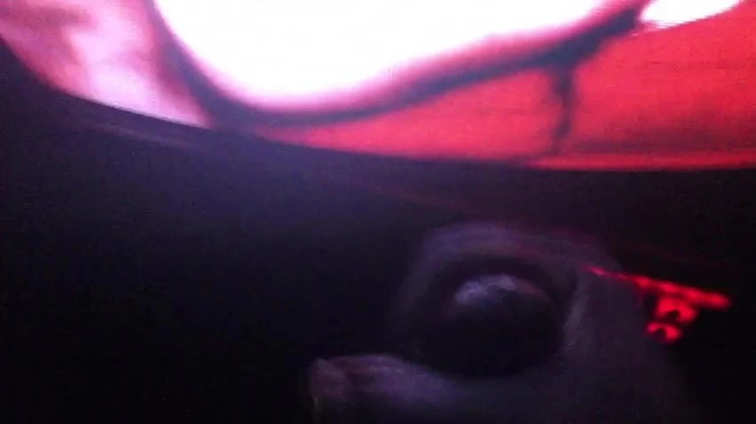 Adult bookstore nutt